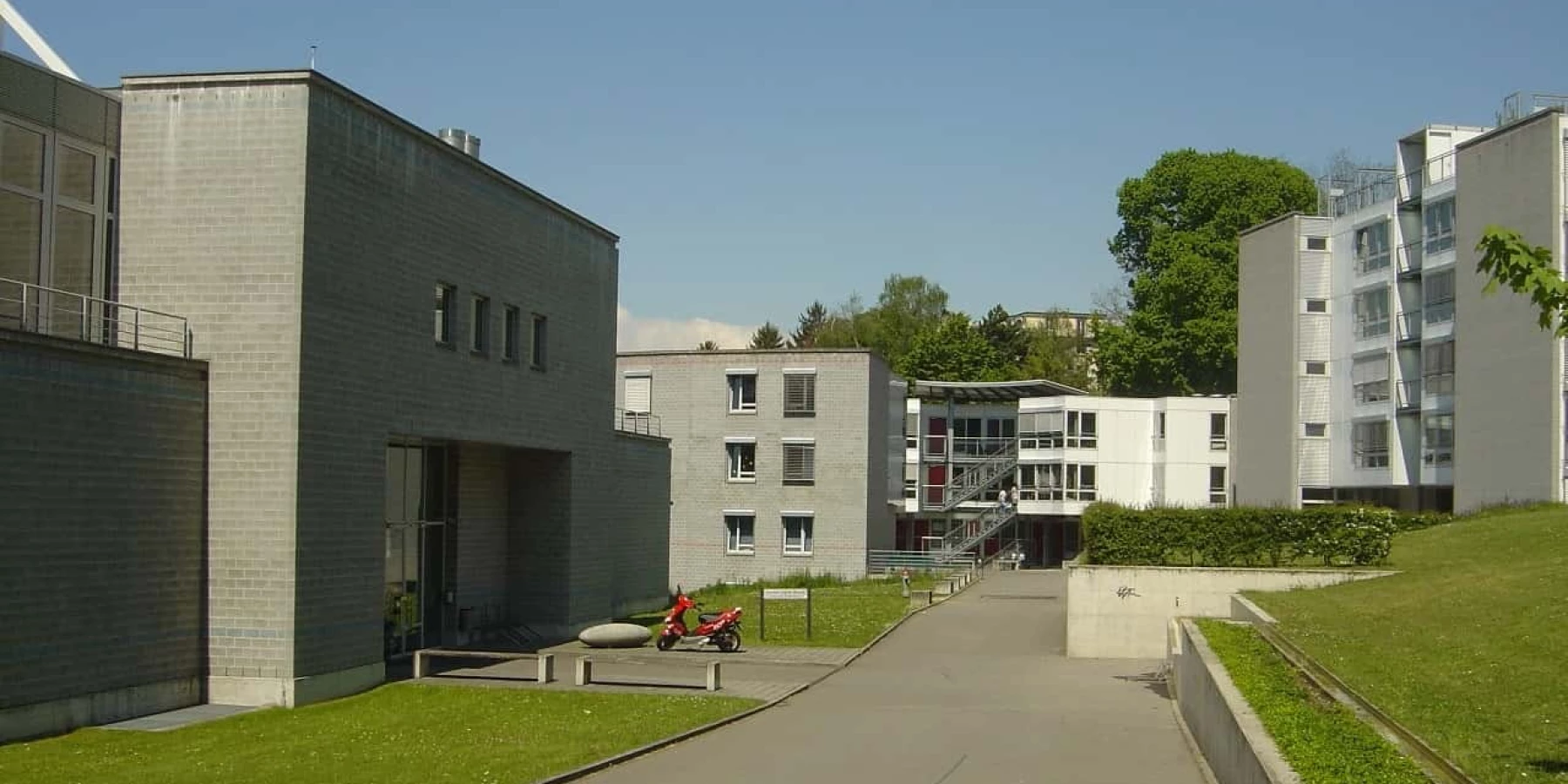 Cèdres